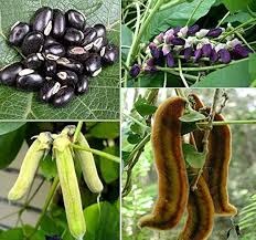 Velvet Bean Mucuna Pruriens